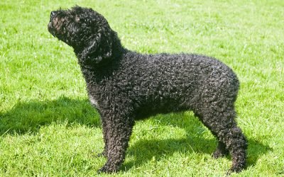 &iquest;Cu&aacute;nto cuesta adiestrar un perro en Bizkaia? (Gu&iacute;a 2026)