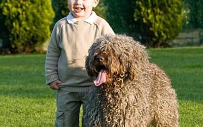 Socialización del cachorro: la etapa que marca toda su vida
