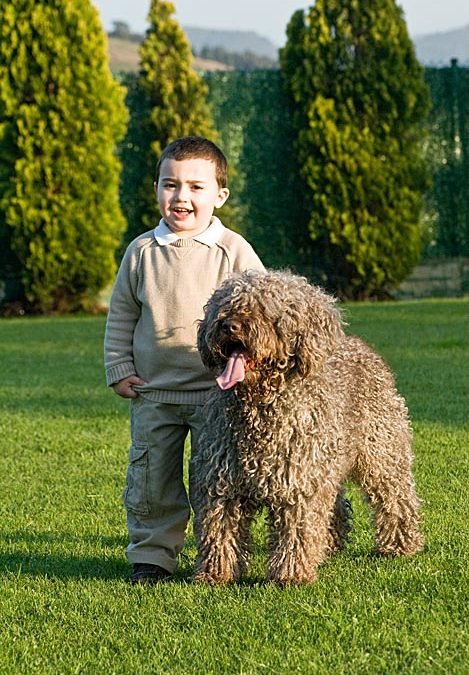 Socialización del cachorro: la etapa que marca toda su vida