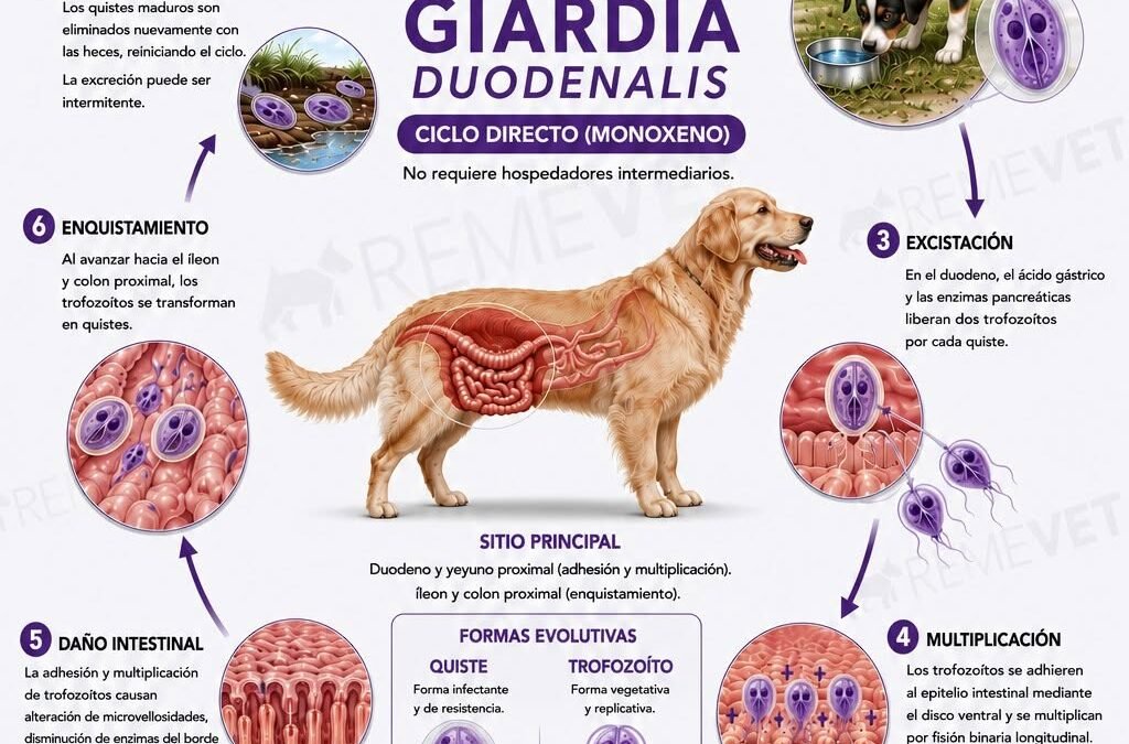 Giardia duodenalis