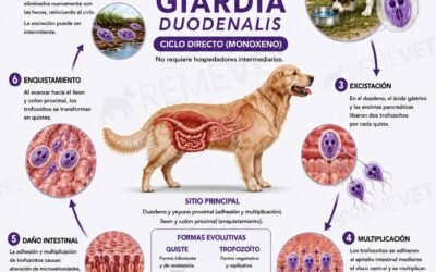 Giardia duodenalis
