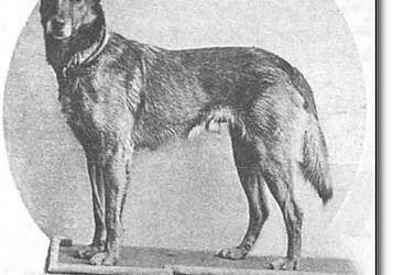 Malinois