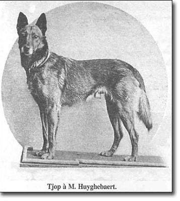 Malinois