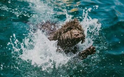 Perro de Agua Español