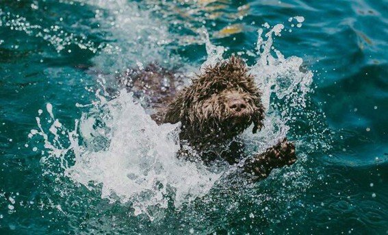 Perro de Agua Español