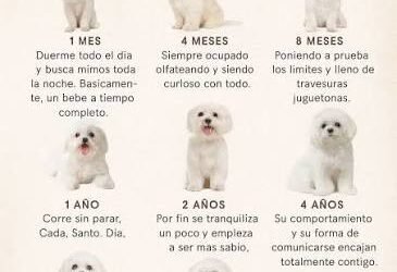 Desarrollo progresivo de los impulsos naturales del perro