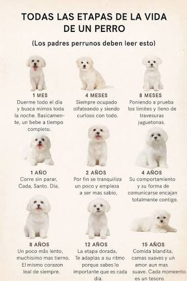 Desarrollo progresivo de los impulsos naturales del perro