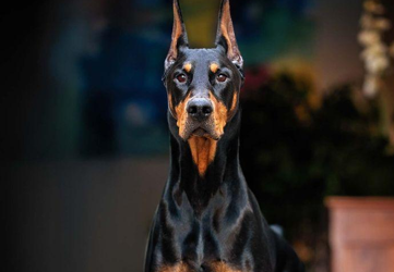 Creación e historia del Doberman
