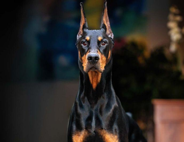 Creación e historia del Doberman
