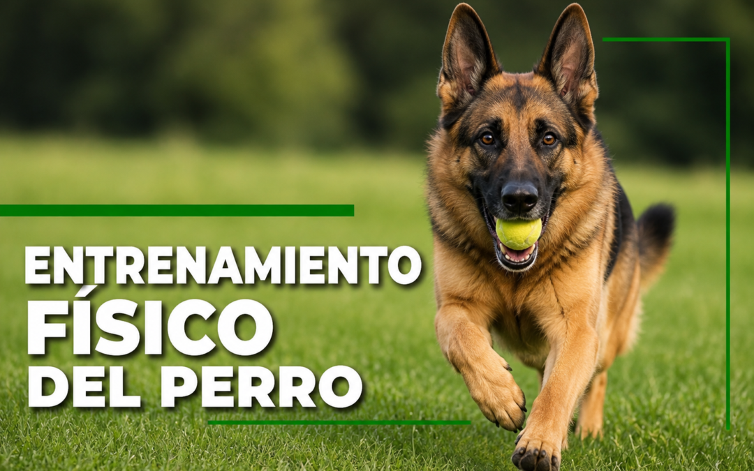 Entrenamiento físico del perro