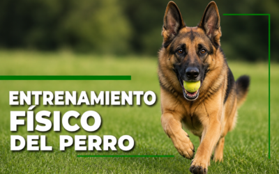 Entrenamiento físico del perro