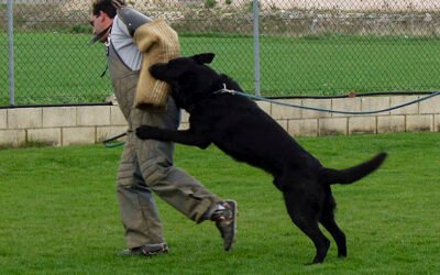 Formación de la mordida en perros de trabajo
