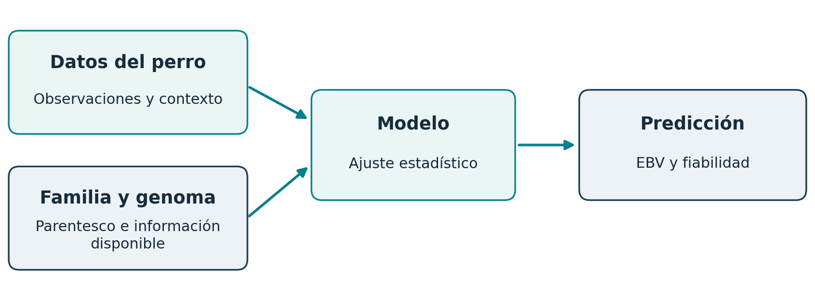 Los datos del perro y de su familia se integran en un modelo estadístico para predecir un EBV