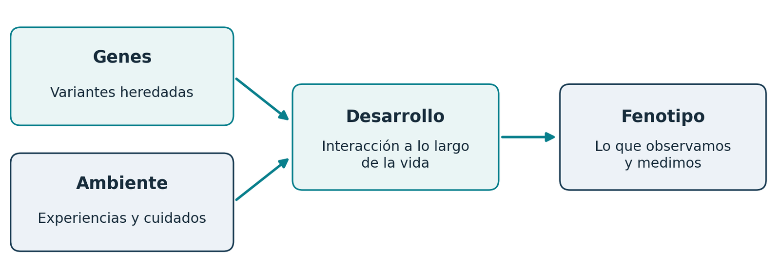 Genes y ambiente interactúan durante el desarrollo para producir el fenotipo observable