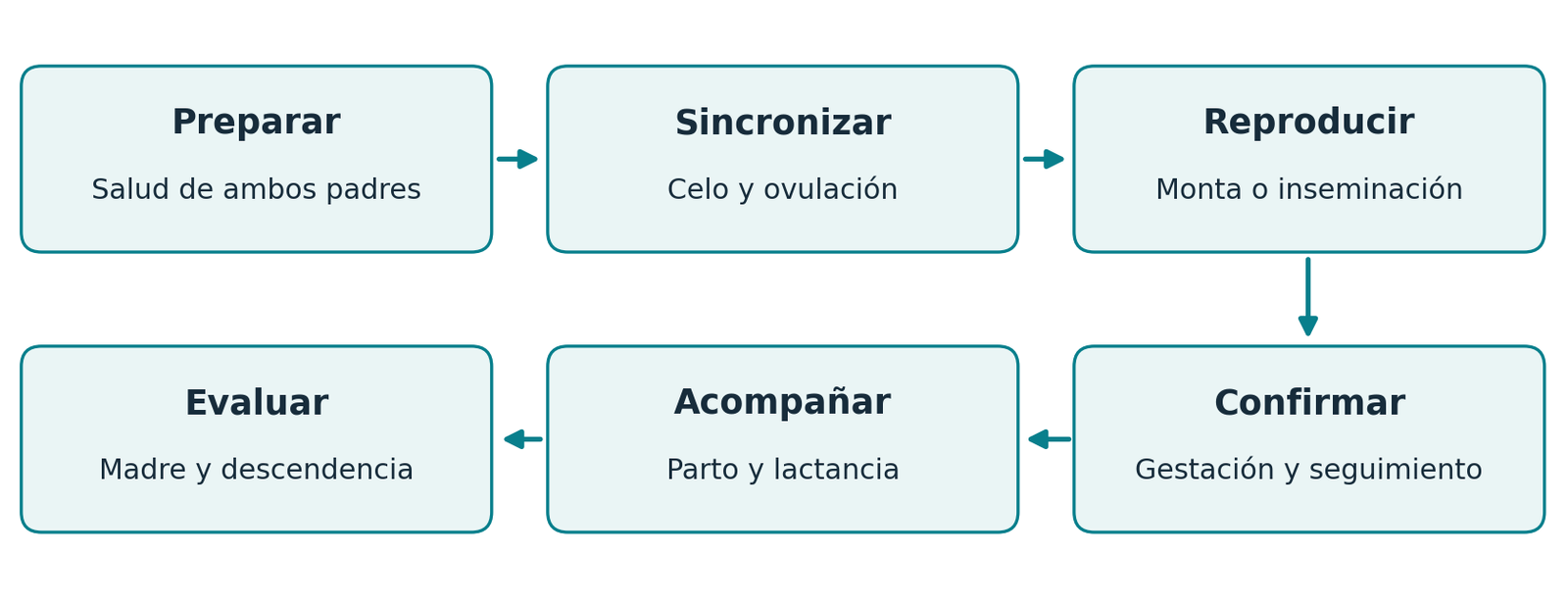 Ciclo resumido: preparar, sincronizar, reproducir, confirmar, acompañar y evaluar