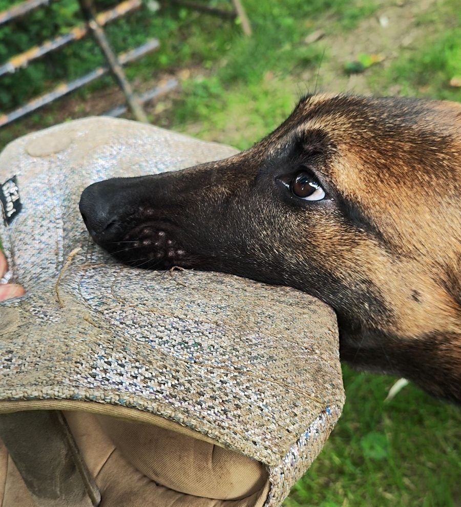 Perro de trabajo apoyando el hocico en la manga de protección, adiestramiento deportivo IGP en Lankor