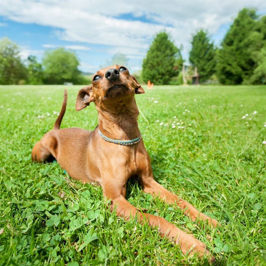 Perro mirando hacia arriba, tumbado en el césped del campo de Lankor en Gatika