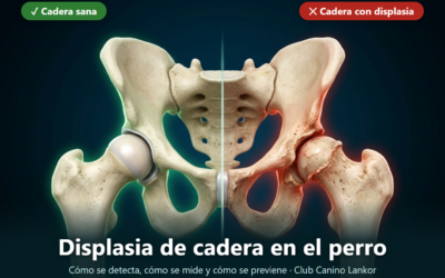 Displasia de cadera en el perro