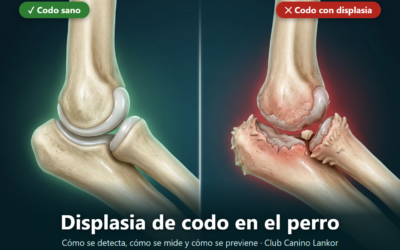 Displasia de codo en el perro