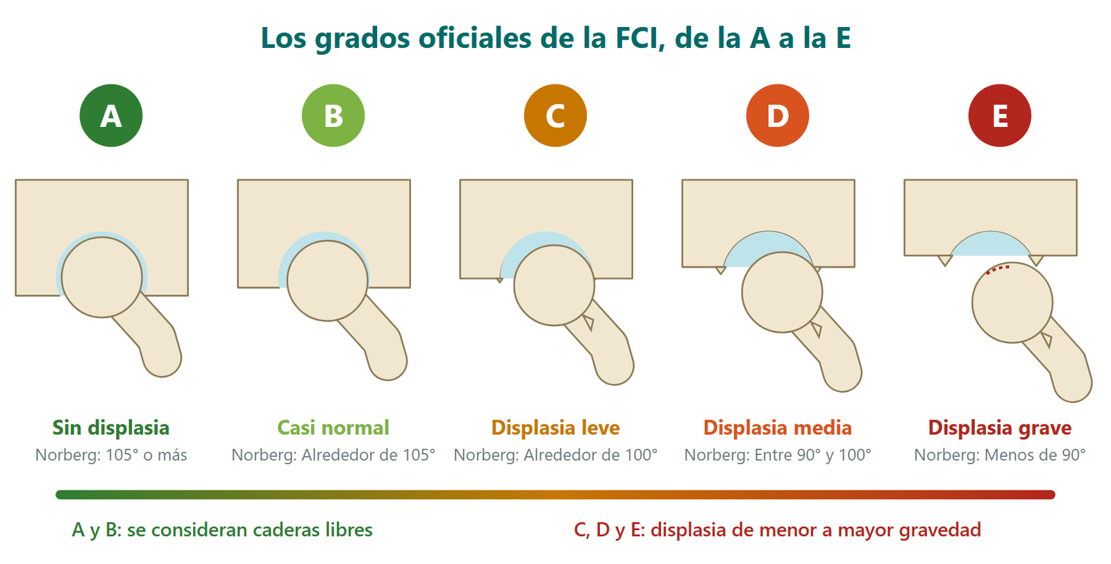 Escala de los grados oficiales de displasia de cadera de la FCI, de la A (sin displasia) a la E (displasia grave), con el ángulo de Norberg orientativo de cada grado