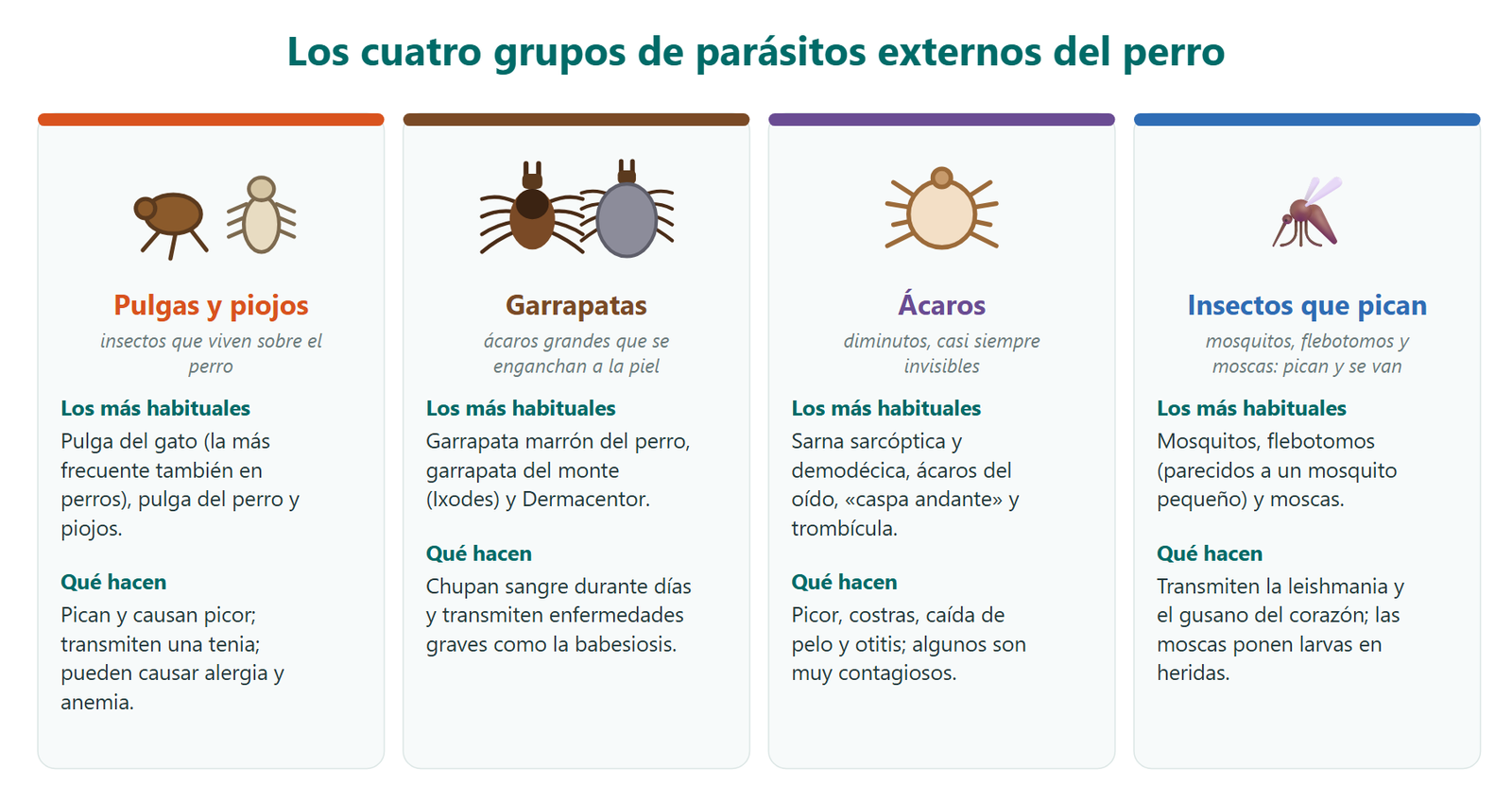 Esquema de los cuatro grupos de parásitos externos del perro: pulgas y piojos, garrapatas, ácaros y los insectos que pican y se van, como mosquitos, flebotomos y moscas, con los más habituales de cada grupo y lo que hacen