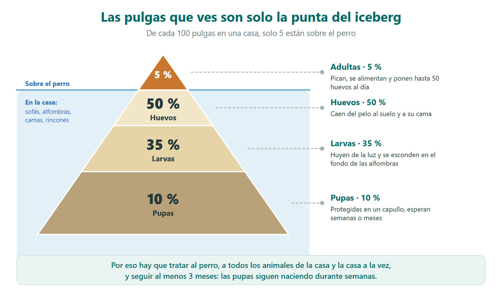 Pirámide de la población de pulgas en una casa: solo el 5 % son pulgas adultas sobre el perro; el 50 % son huevos, el 35 % larvas y el 10 % pupas escondidas en sofás, alfombras y camas
