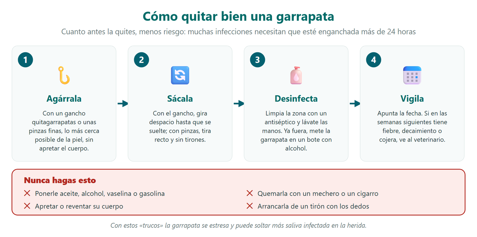 Cómo quitar bien una garrapata en cuatro pasos: agarrarla con un gancho o pinzas finas cerca de la piel, sacarla girando o tirando recto, desinfectar la zona y vigilar al perro las semanas siguientes; y lo que nunca hay que hacer: ponerle aceite o alcohol, quemarla, apretarla o arrancarla de un tirón