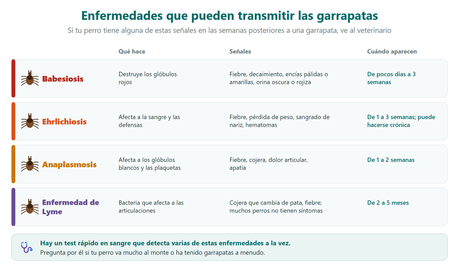 Enfermedades que transmiten las garrapatas al perro: babesiosis, ehrlichiosis, anaplasmosis y enfermedad de Lyme, con lo que hacen, sus señales y cuándo aparecen; existe un test rápido en sangre que detecta varias a la vez