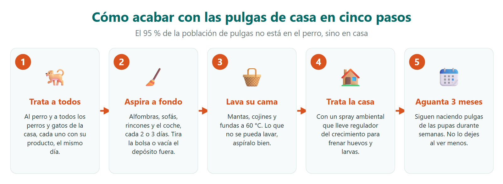 Cinco pasos para acabar con las pulgas de casa: tratar a todos los animales, aspirar a fondo, lavar su cama a 60 grados, tratar la casa con un spray con regulador del crecimiento y mantenerlo al menos tres meses