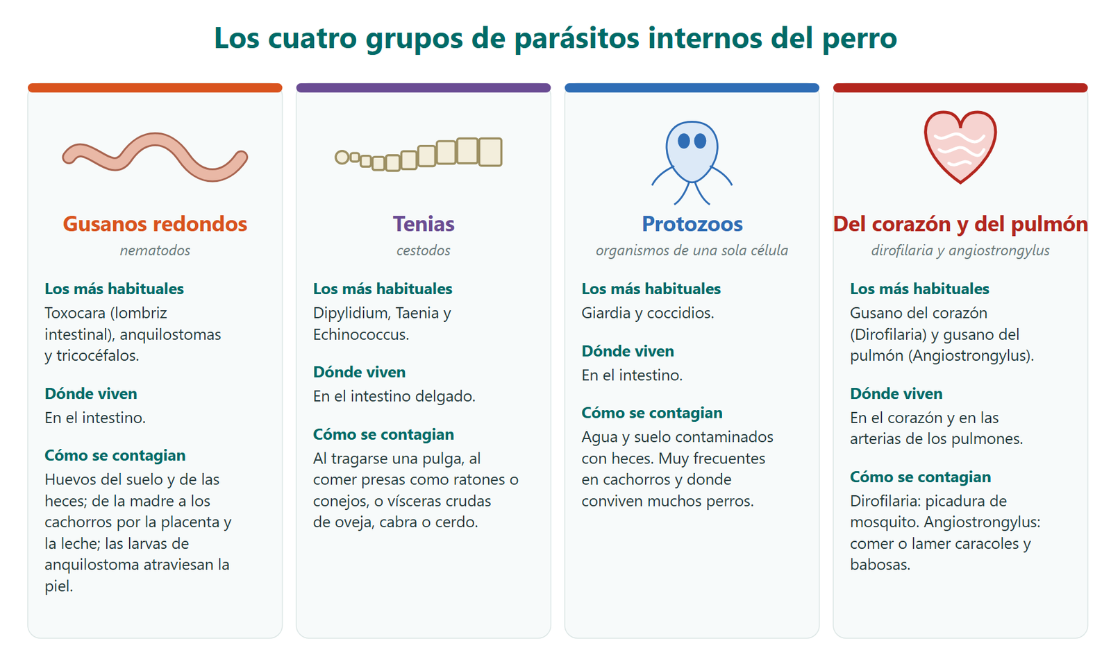 Esquema de los cuatro grupos de parásitos internos del perro: gusanos redondos, tenias, protozoos y gusanos del corazón y del pulmón, con los más habituales de cada grupo, dónde viven y cómo se contagian