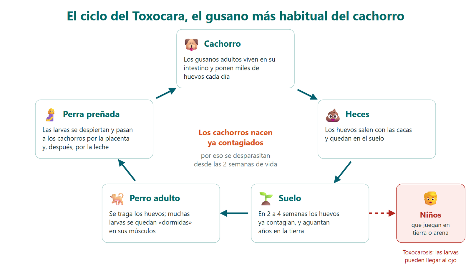 Ciclo del Toxocara: los gusanos adultos del cachorro ponen huevos que salen con las heces, maduran en el suelo durante 2 a 4 semanas, un perro adulto los traga y las larvas quedan dormidas en sus músculos, y en la perra preñada pasan a los cachorros por la placenta y la leche; los niños que juegan en tierra o arena también pueden tragarse los huevos