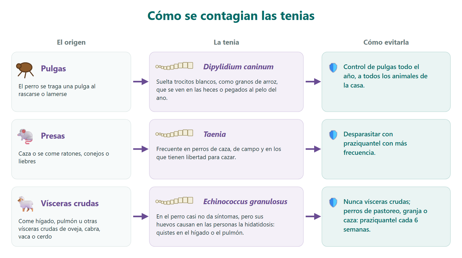 Cómo se contagian las tenias: Dipylidium al tragarse una pulga, Taenia al comer presas como ratones o conejos, y Echinococcus granulosus al comer vísceras crudas de oveja, cabra, vaca o cerdo, con la forma de evitar cada una