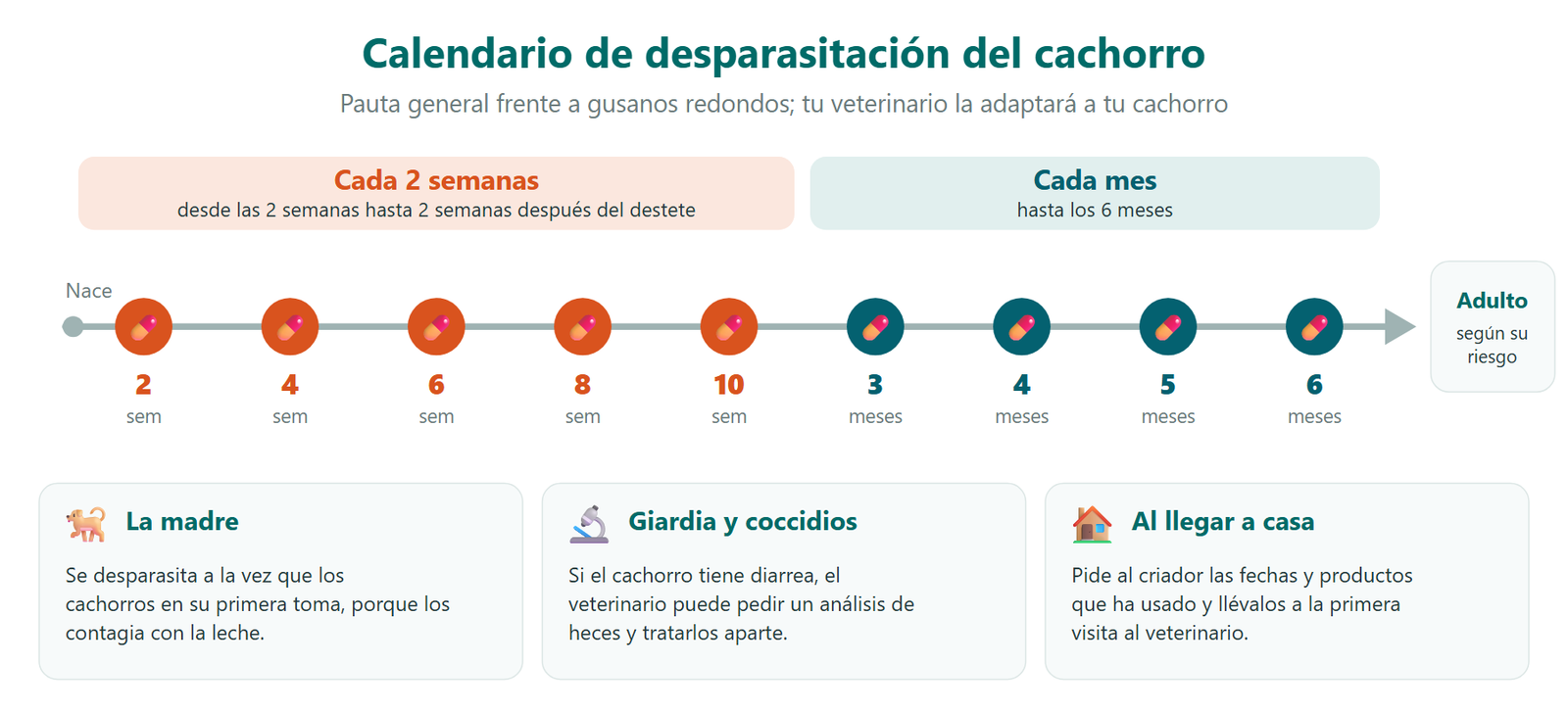 Calendario de desparasitación del cachorro: cada dos semanas desde las 2 semanas de vida hasta dos semanas después del destete, después cada mes hasta los 6 meses y, de adulto, según su riesgo; la madre se desparasita a la vez que los cachorros