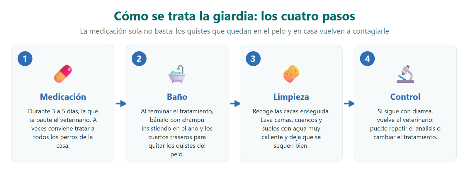 Los cuatro pasos del tratamiento de la giardia: medicación de 3 a 5 días, baño al terminar para quitar los quistes del pelo, limpieza de camas, cuencos y suelos, y control con el veterinario si sigue con diarrea