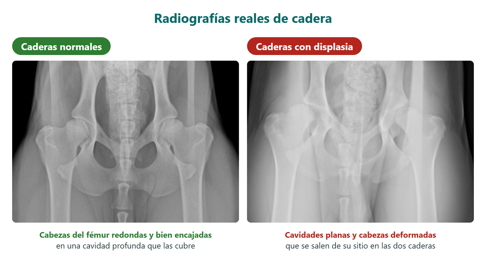 Dos radiografías reales de pelvis de perro: caderas normales a la izquierda, con las cabezas del fémur bien encajadas, y caderas con displasia a la derecha, con cavidades planas y cabezas del fémur desplazadas