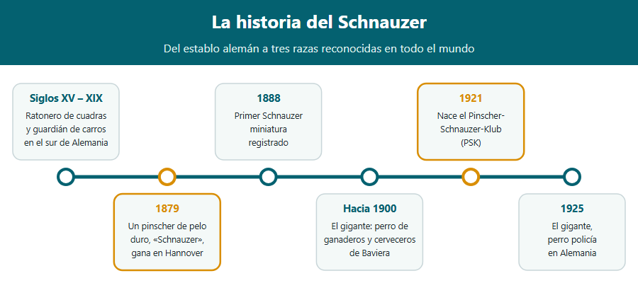 Línea del tiempo del Schnauzer: perro de establo en el sur de Alemania, primera exposición en Hannover en 1879, primer miniatura registrado en 1888, el gigante de los ganaderos de Baviera, perro policía en 1925 y fusión de los clubes en el Pinscher-Schnauzer-Klub