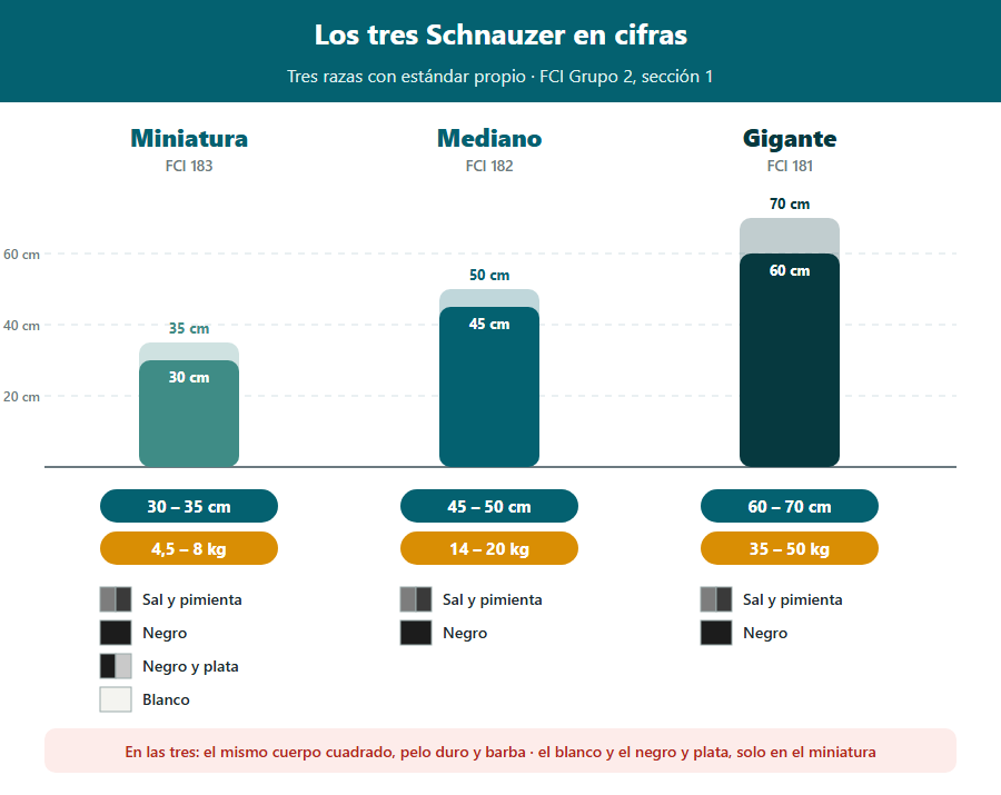 Los tres Schnauzer en cifras: miniatura de 30 a 35 cm y 4,5 a 8 kg, mediano de 45 a 50 cm y 14 a 20 kg, gigante de 60 a 70 cm y 35 a 50 kg, con los colores admitidos en cada uno