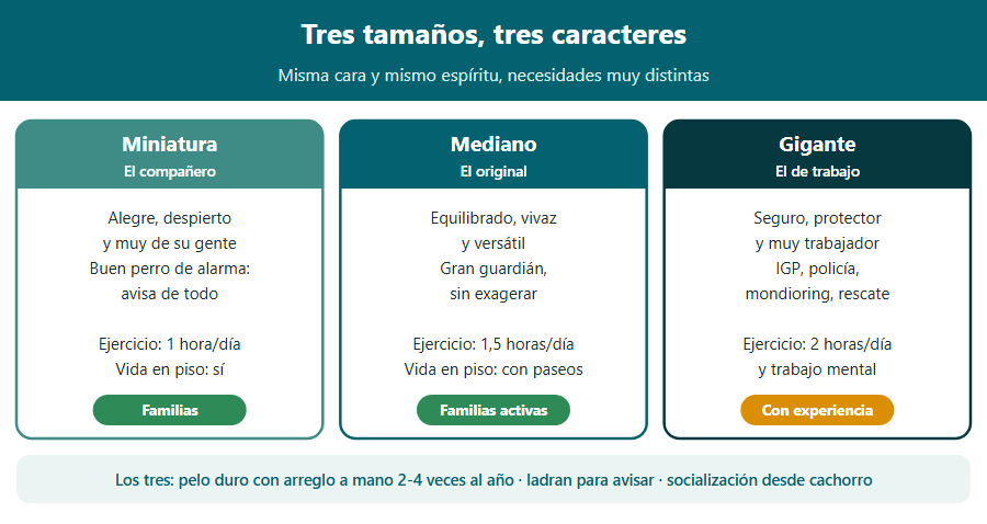 Esquema comparando los tres Schnauzer: el miniatura, perro de compañía y alarma; el mediano, guardián versátil; y el gigante, perro de trabajo con gran necesidad de ejercicio