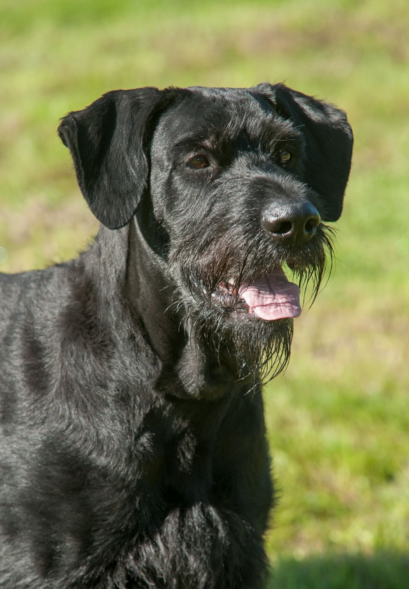 Schnauzer gigante negro: cabeza alargada con cejas pobladas, barba de pelo duro, orejas naturales caídas en V y ojos oscuros