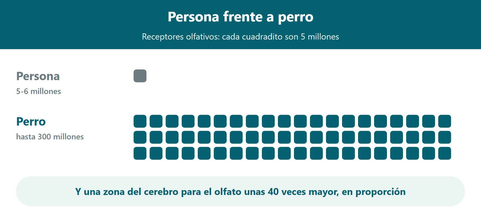 Esquema: una persona tiene unos 5 millones de receptores olfativos y un perro hasta 300 millones