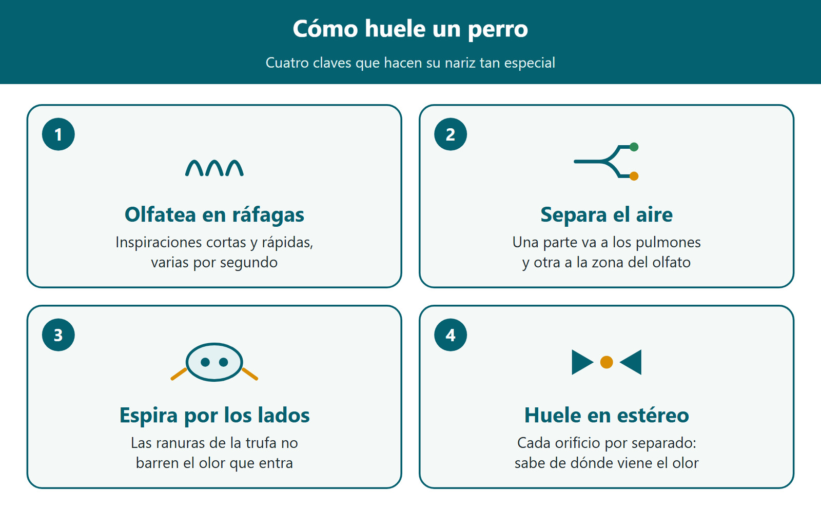 Esquema: las cuatro claves de cómo huele un perro: olfatea en ráfagas, separa el aire, espira por los lados y huele en estéreo