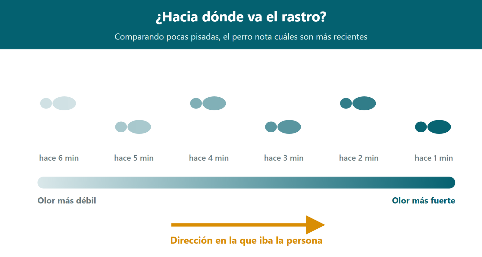 Esquema: el perro sabe hacia dónde va un rastro porque las pisadas más recientes huelen más que las antiguas