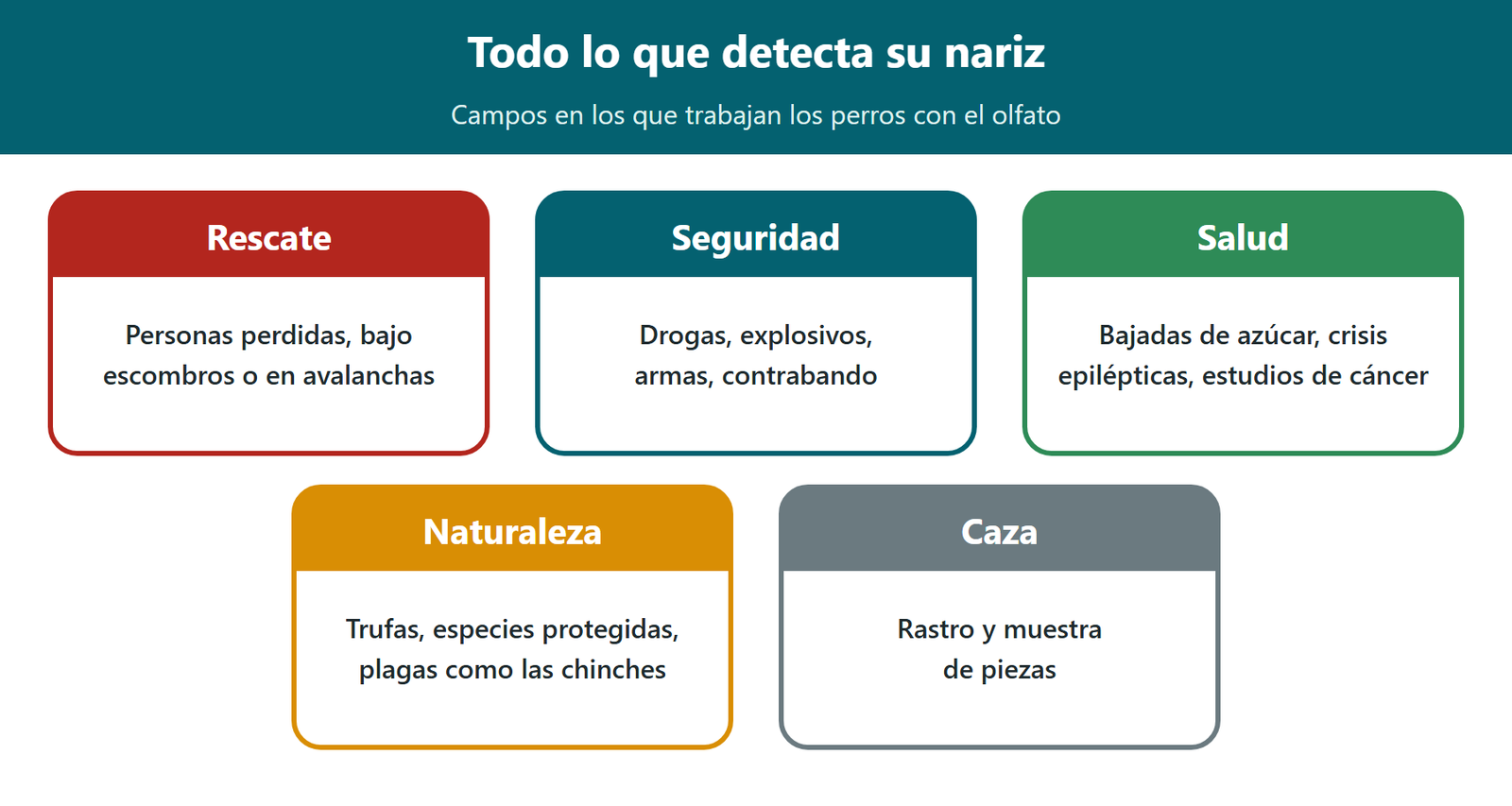 Esquema: campos en los que trabajan los perros con el olfato: rescate, seguridad, salud, naturaleza y caza
