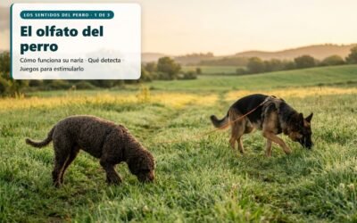 El olfato del perro: cómo funciona su nariz, qué es capaz de detectar y juegos para estimularlo
